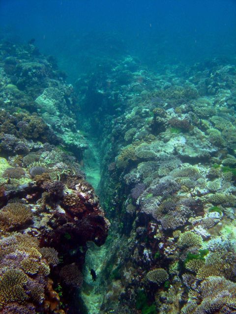 Reef scene Picture