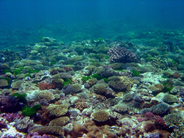 Reef scene Picture