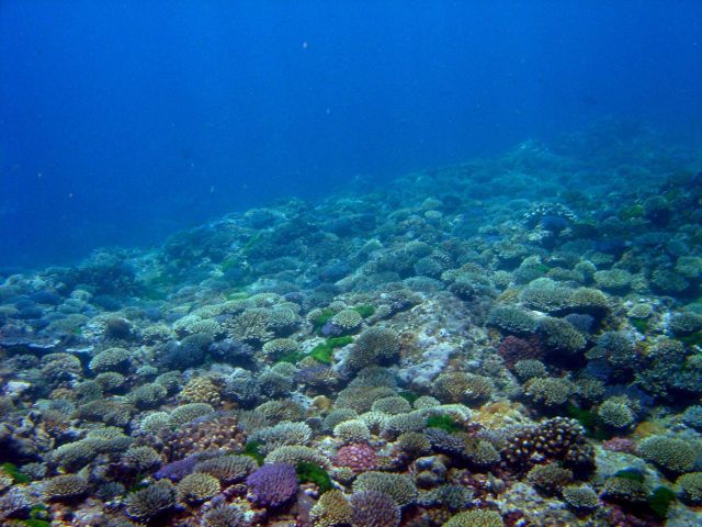 Reef scene Picture