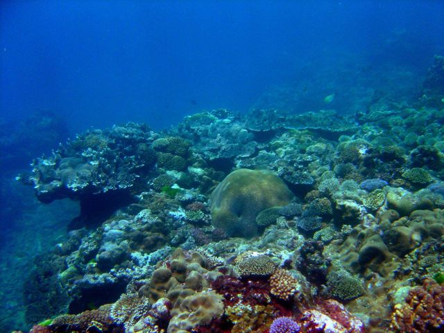 Reef scene Picture