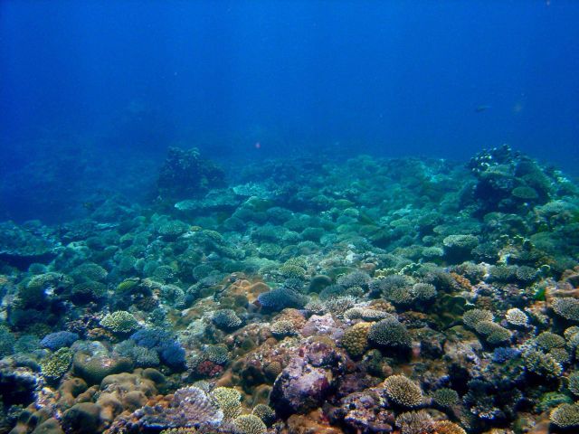 Reef scene Picture