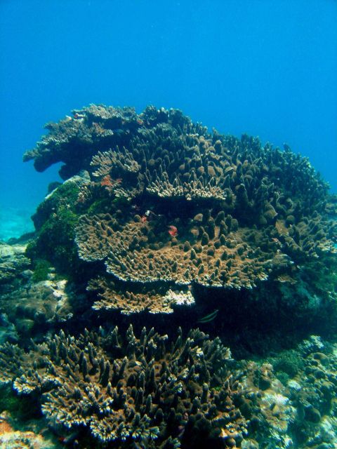 Reef scene Picture