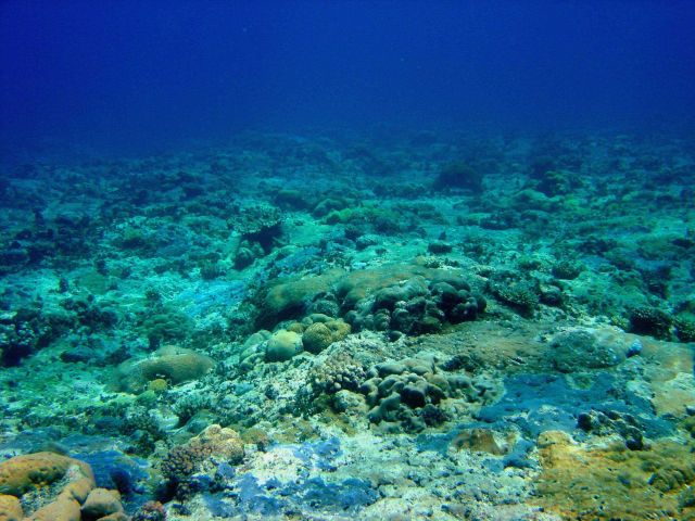 Reef scene Picture