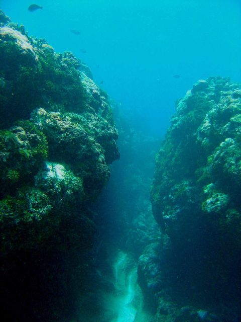 Reef scene Picture