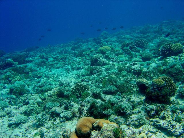 Reef scene Picture