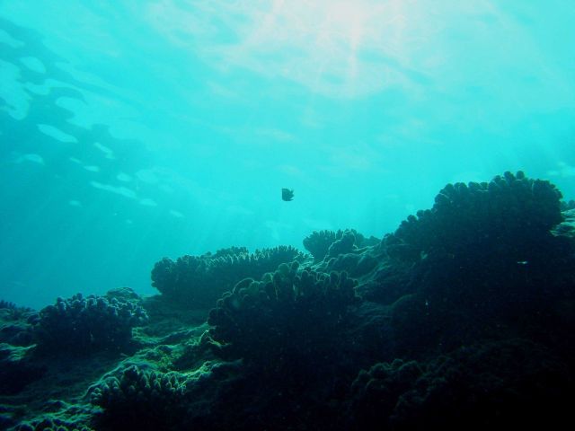 Reef scene Picture