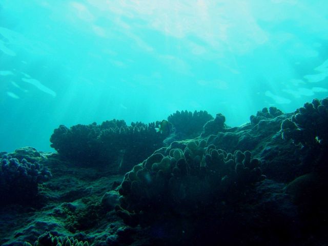 Reef scene Picture