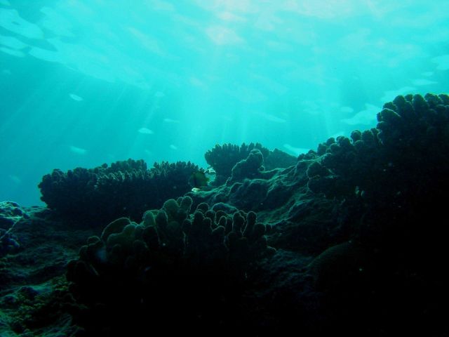 Reef scene Picture