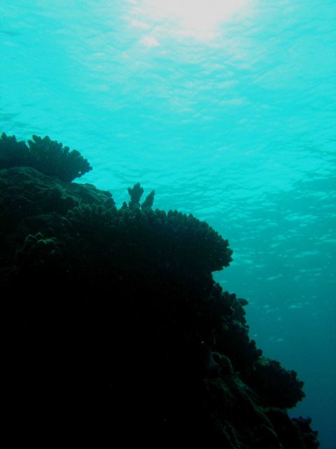 Reef scene Picture