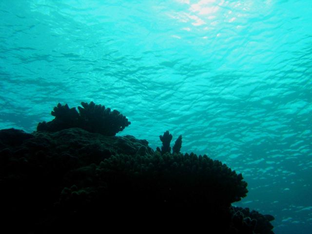 Reef scene Picture