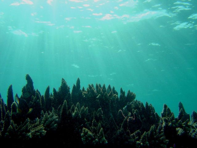 Reef scene Picture
