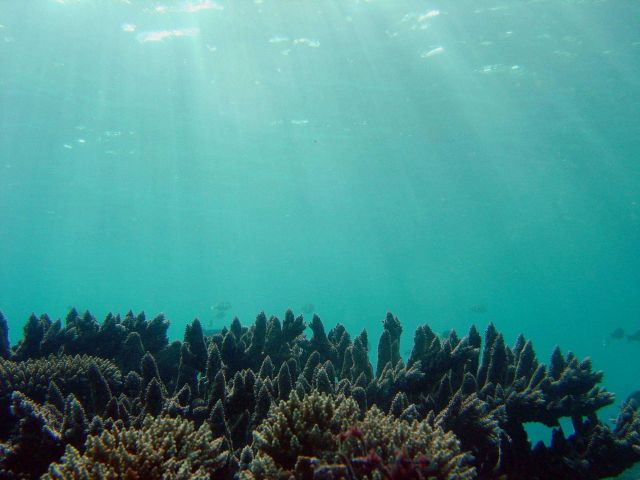 Underwater equivalent of crepuscular rays illuminating coral reef Picture