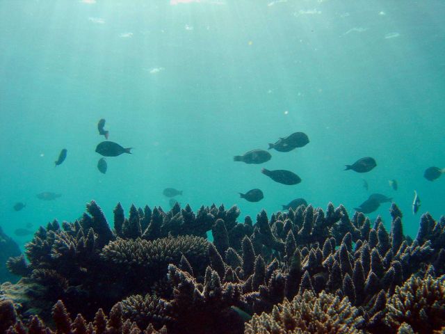 Reef scene Picture