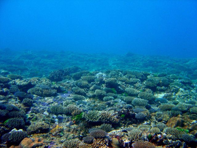 Reef scene Picture