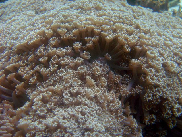 Coral unidentified. Picture