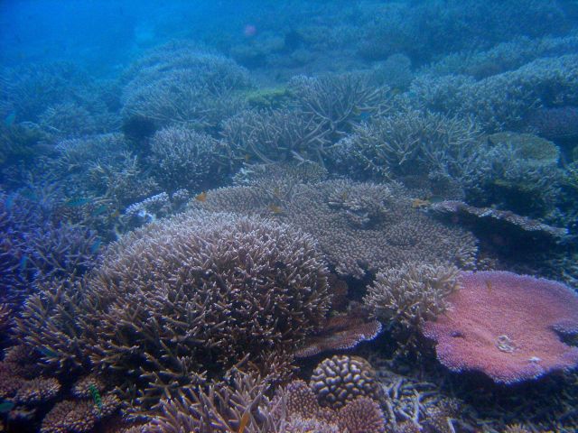 Reef scene. Picture