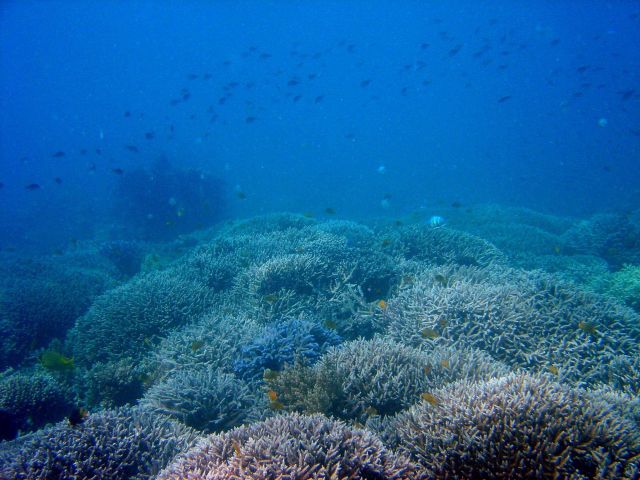 Reef scene. Picture