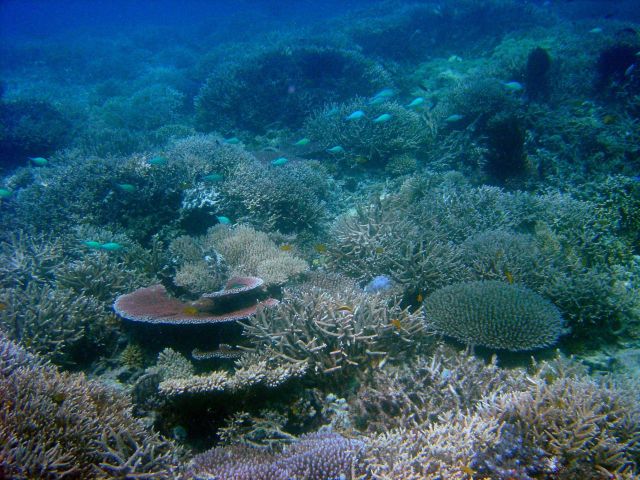 Reef scene. Picture