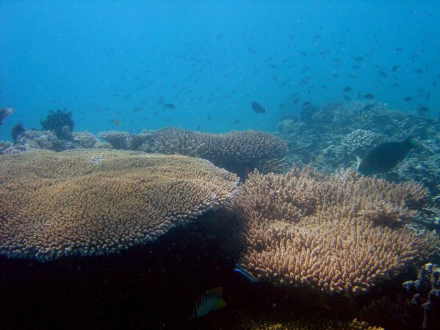 Table coral (Acropora sp.). Picture