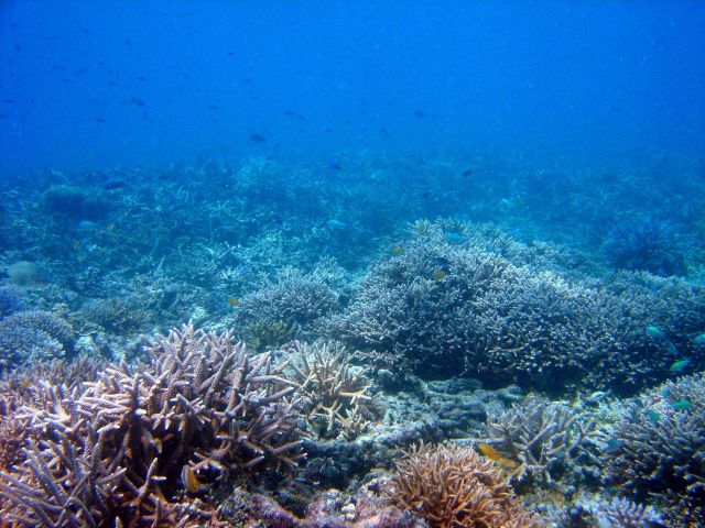 Reef scene. Picture