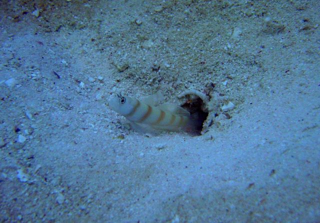 Prawn-goby (Amblyeleotris sp.) Picture