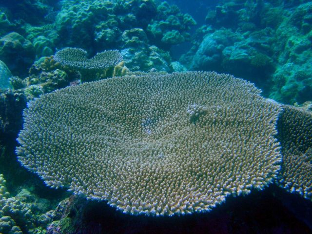 Table coral (Acropora sp.). Picture