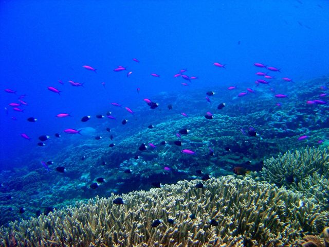 Reef scene with school of purple queen fish (Pseudanthias pascalus) and bicolor chromis (Chromis margaretifer) Picture