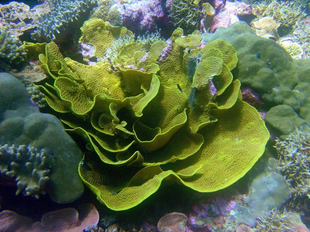 Cabbage coral. Picture