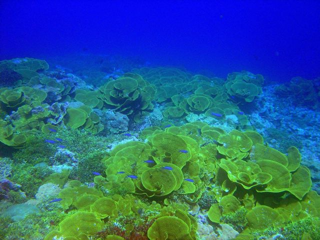 Cabbage coral. Picture