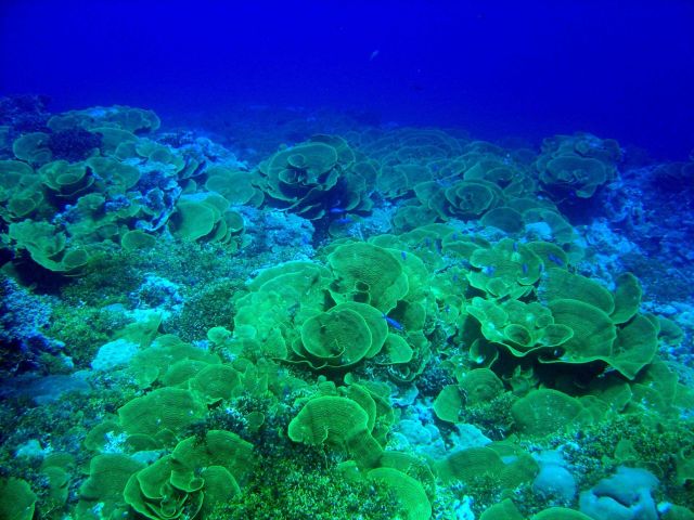 Cabbage coral. Picture