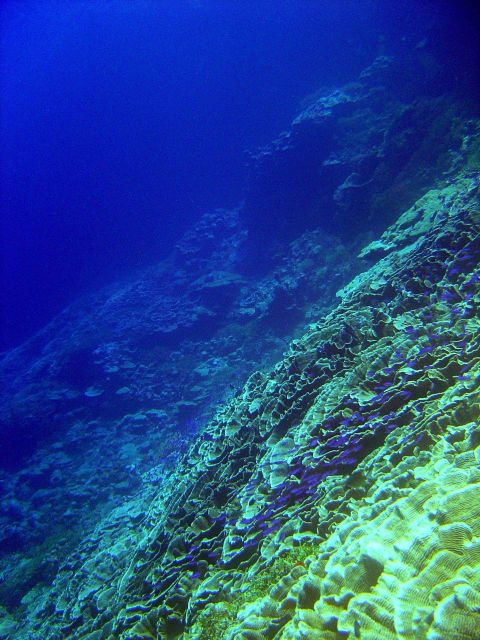 Coral unidentified. Picture