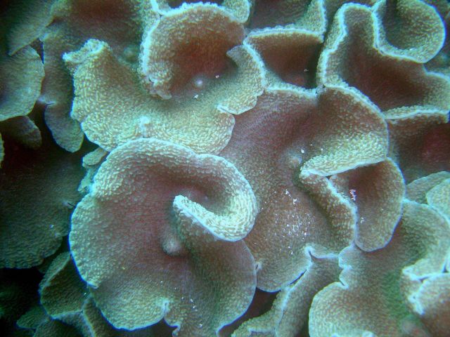 Coral unidentified. Picture