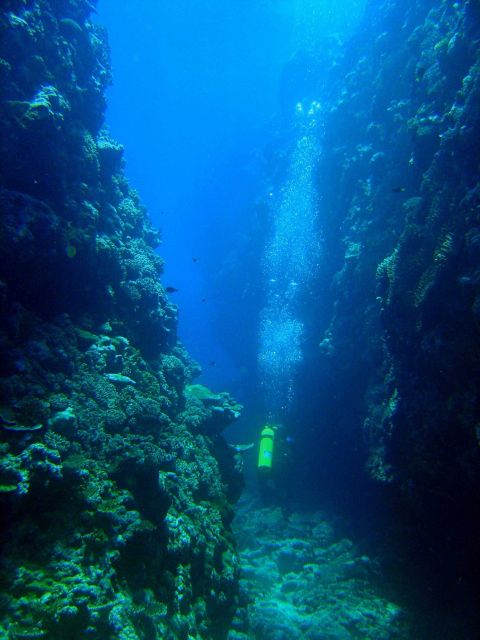 Diver between vertical walls on coral reef Picture