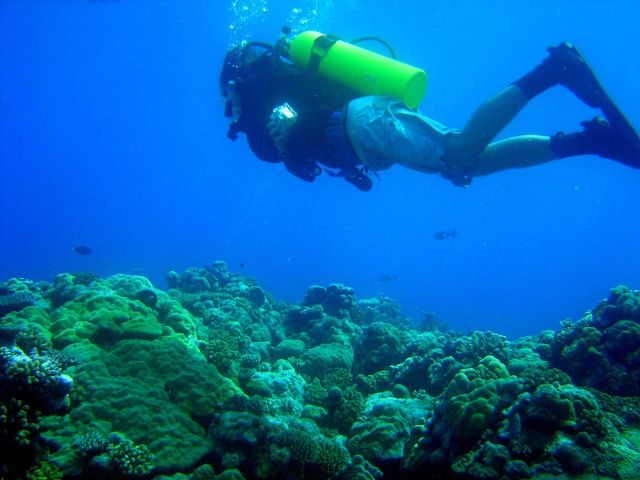 Diver swimming over the reef Picture