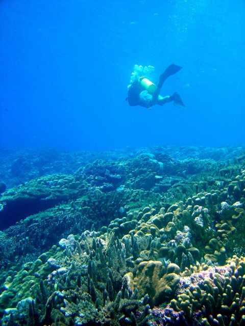 Diver swimming over the reef Picture