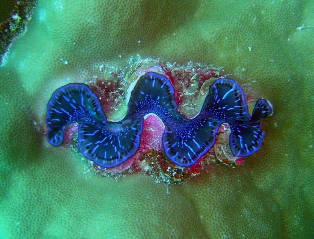 Giant clam (Tridacna sp.) Picture