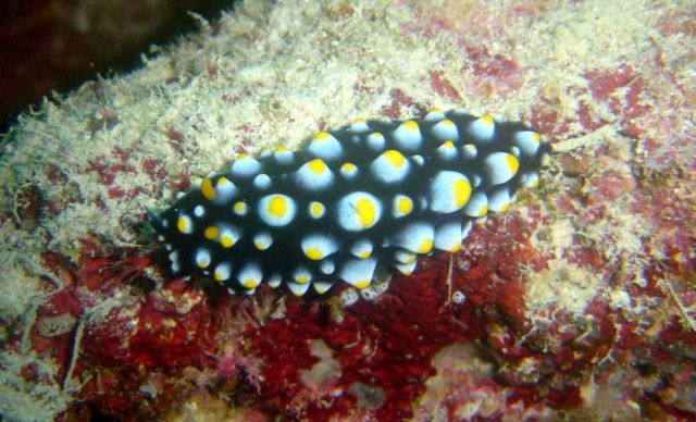 Nudibranch (Phyllidia varicosa). Picture