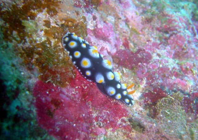 Nudibranch (Phyllidia varicosa). Picture