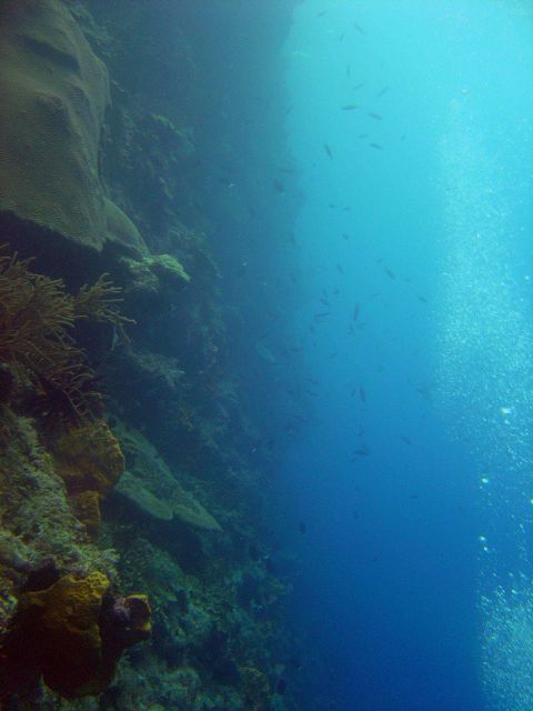 Vertical wall reef scene. Picture