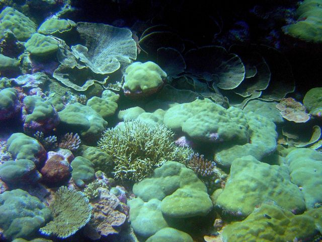A beautiful patch of various coral species. Picture