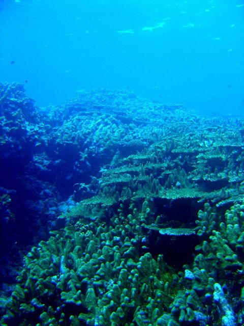 Coral reef scene Picture