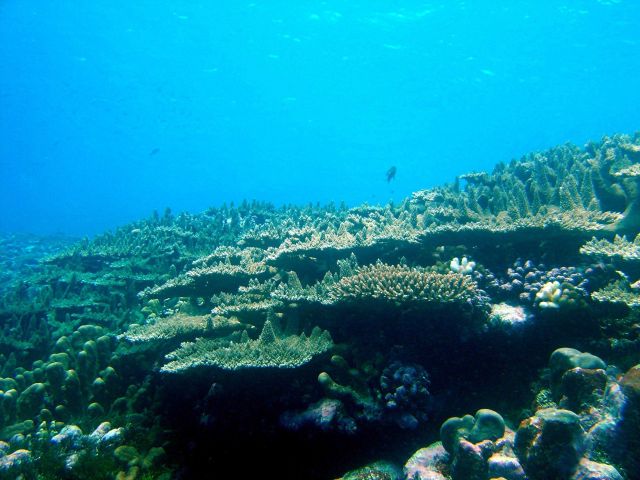 Coral reef scene Picture