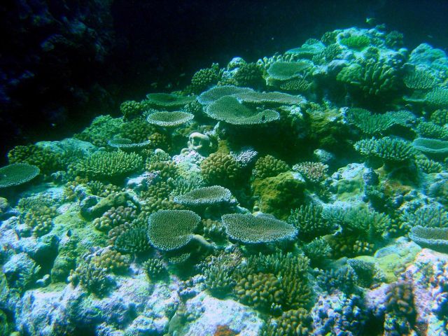 A reef scene dominated by various species of Acropora. Picture