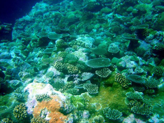 A reef scene dominated by various species of Acropora. Picture