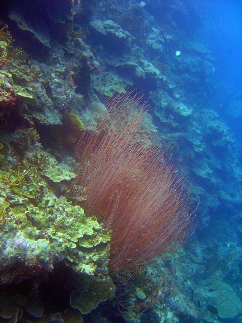 A striking colony of red whip coral on a near vertical reef Picture