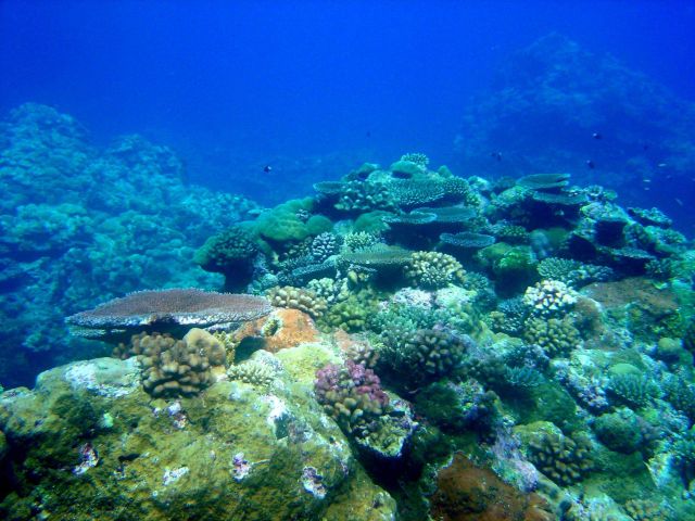 A beautiful coral garden Picture