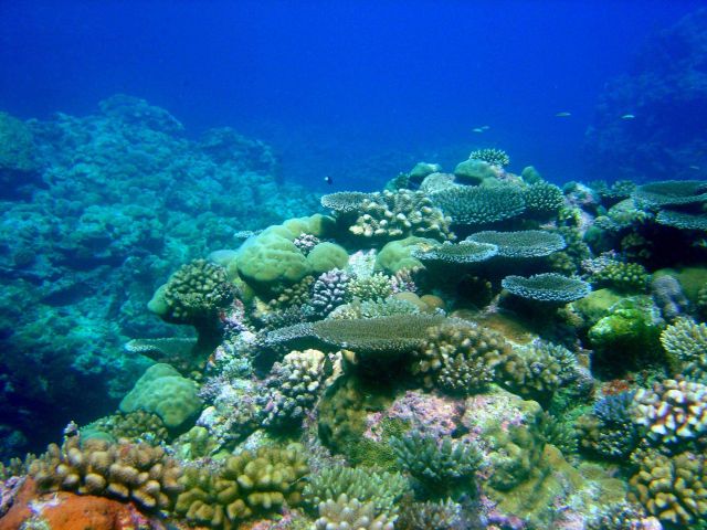 A beautiful coral garden Picture