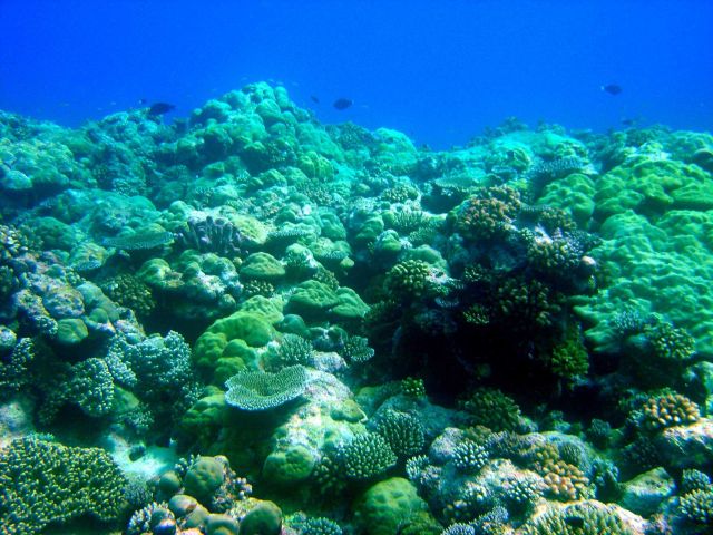 Reef scene Picture