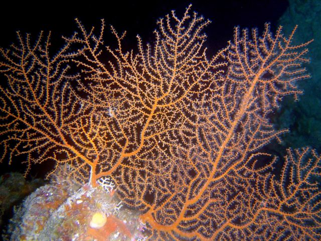 Gorgonian, a type of soft coral. Picture