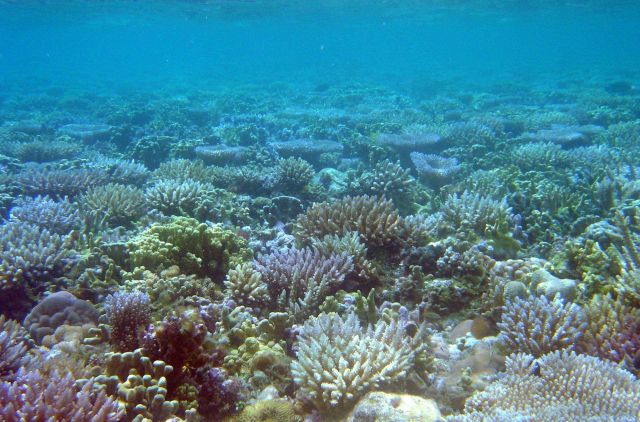 Reef scene Picture